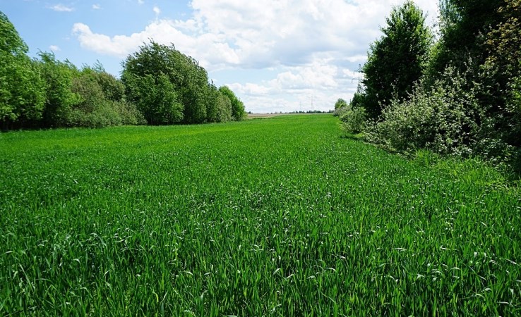 działka na sprzedaż - Krasne